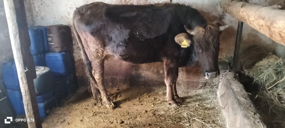 Сиыр сатылады ..