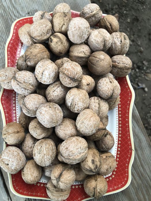 Продам саженцы ореха