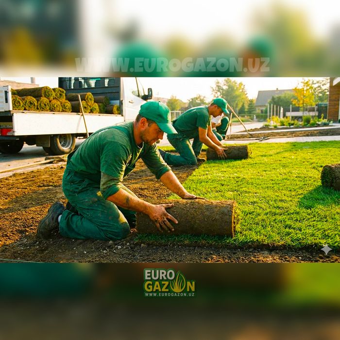 Газон в рулонах сегодня — приедем, уложим