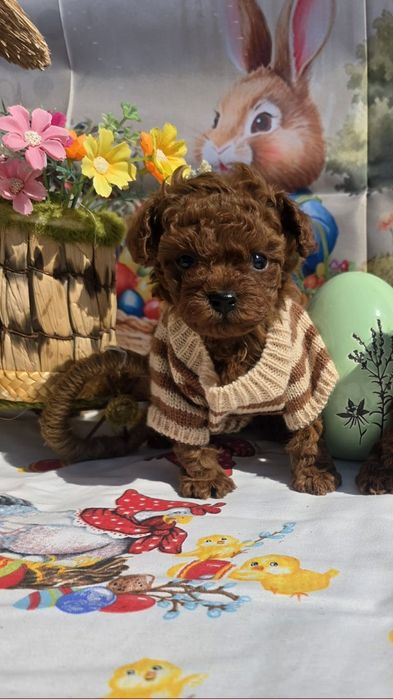 Запазен !Пудел той момче с документ за произход над пет поколения