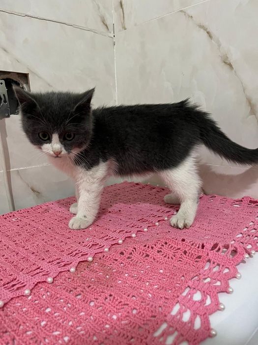 Британский котенок, девочка