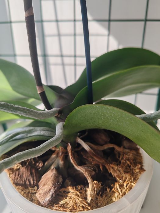 Орхидея фаленопсис