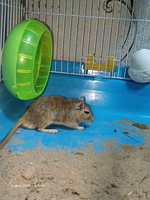 Продам белок песчанных