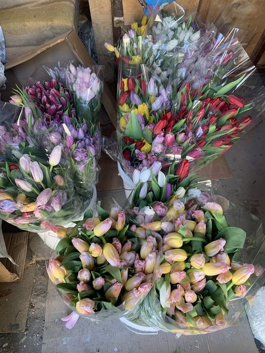 Тюльпаны по низкой цене