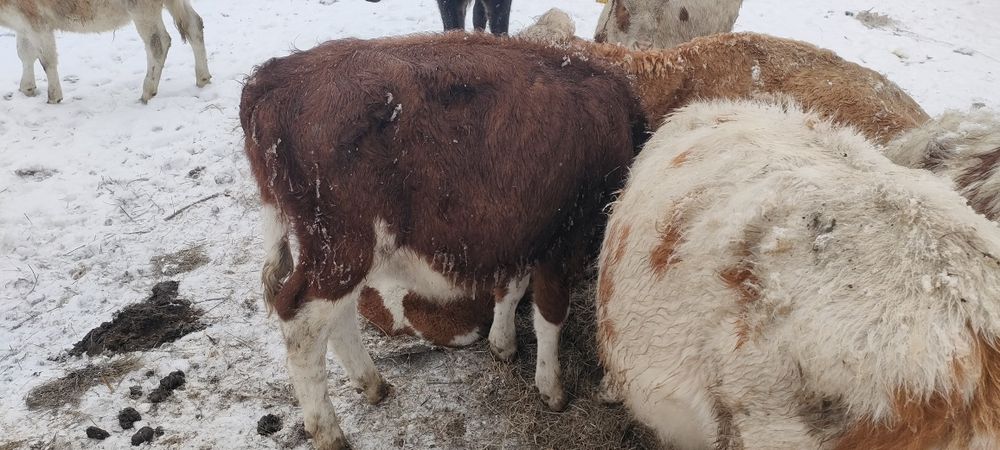 Баспақтар, қашарлар