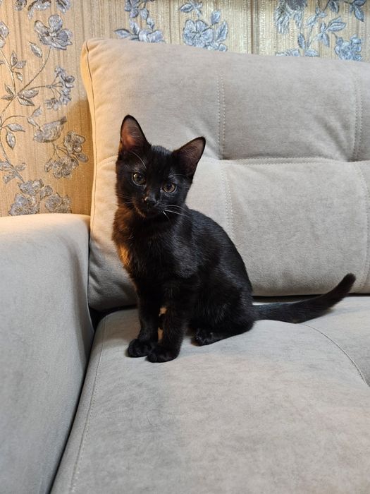 Котёнок ищет дом