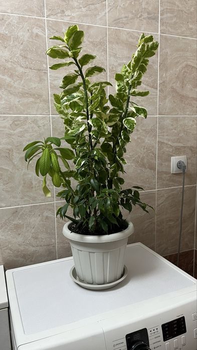 Домашние растения