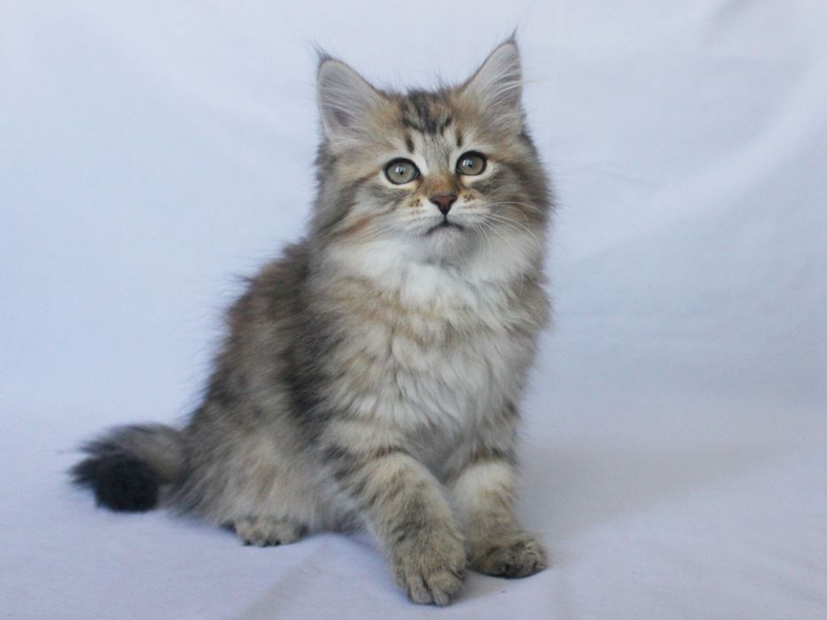 Котенок сибирский