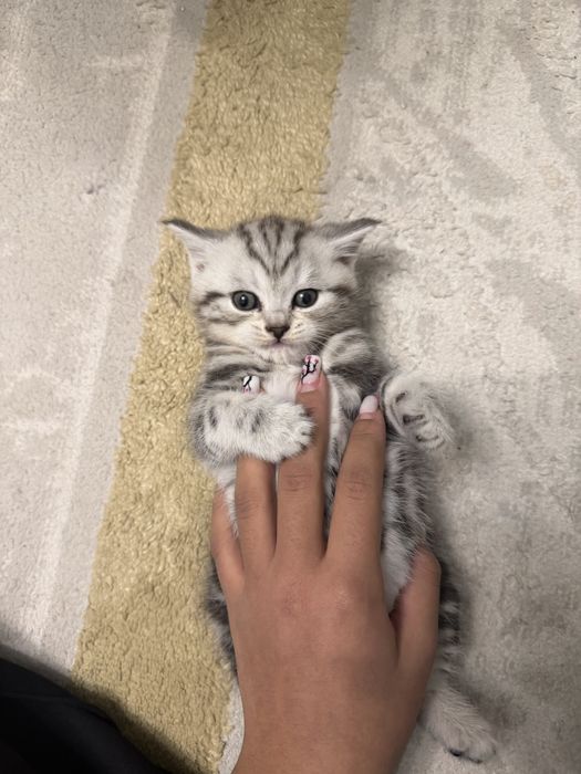 шотладские котята