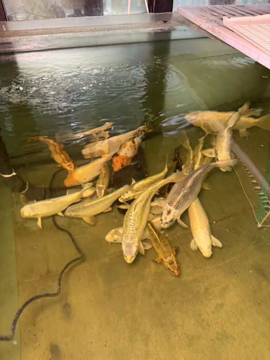 Карпы  рыбы . Цена от 3000.