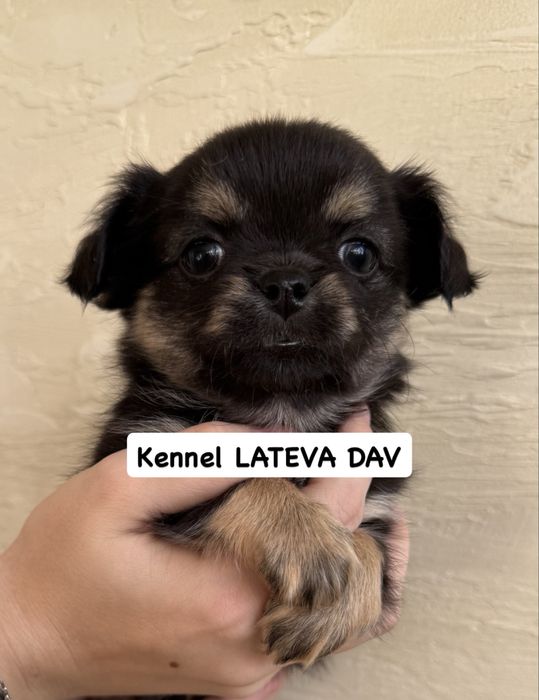 Чихуахуа мальчишки!!!