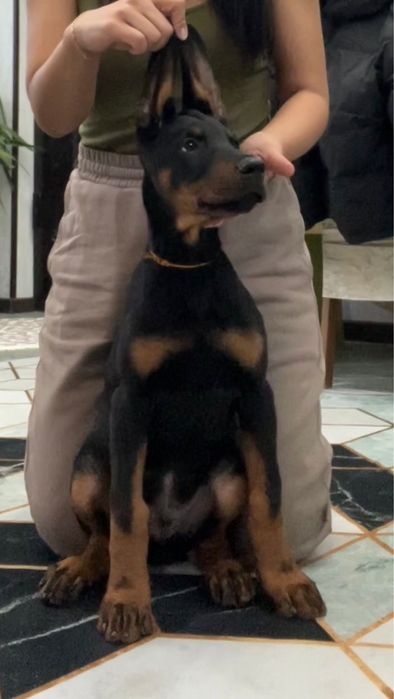 Продам шенка дрбермана