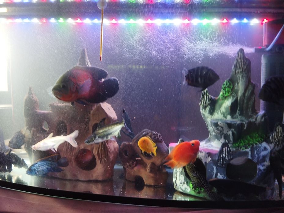 Продаю  аквариума с рыбами 200 л аквариум