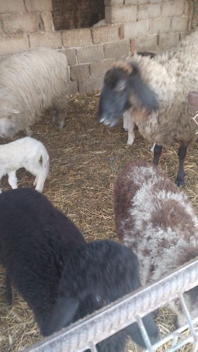 Oi  carabase  de vânzare