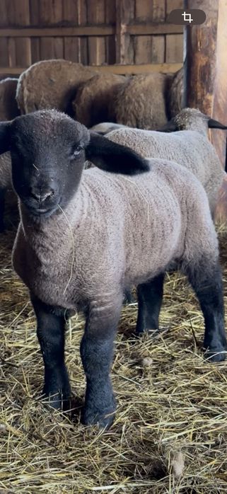 Miei Suffolk De vânzare !