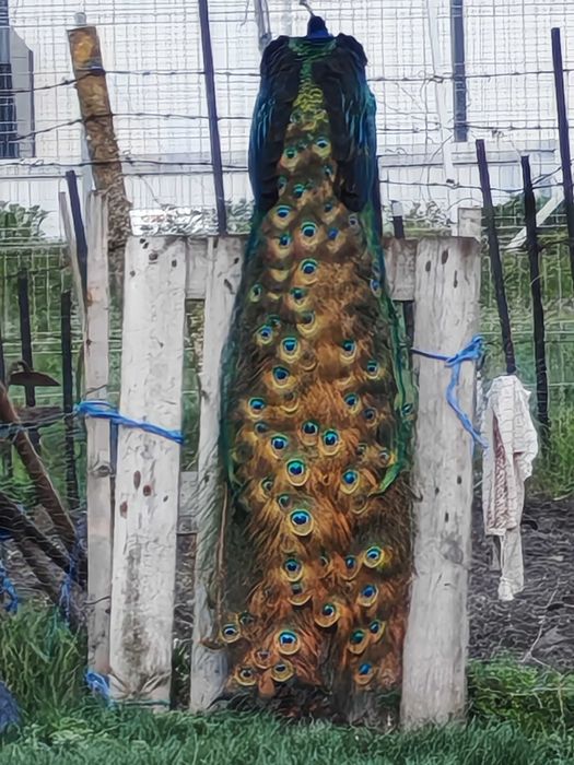 Ouă păuni de vânzare