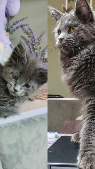 Котята Мейн-кун  чемпионских кровей