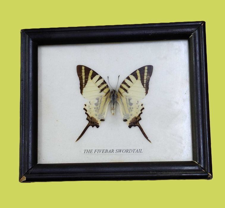 Сет  от рамкирани колекции от истински пеперуди-15бр.,7бр.,2бр.,1бр,