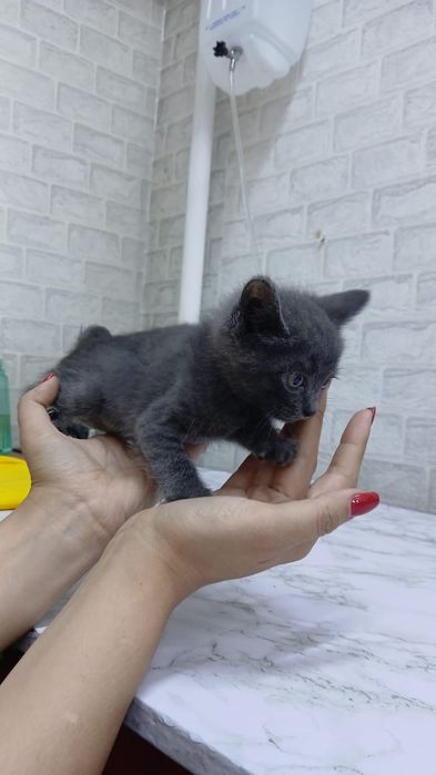 Отдам котят в добрые руки