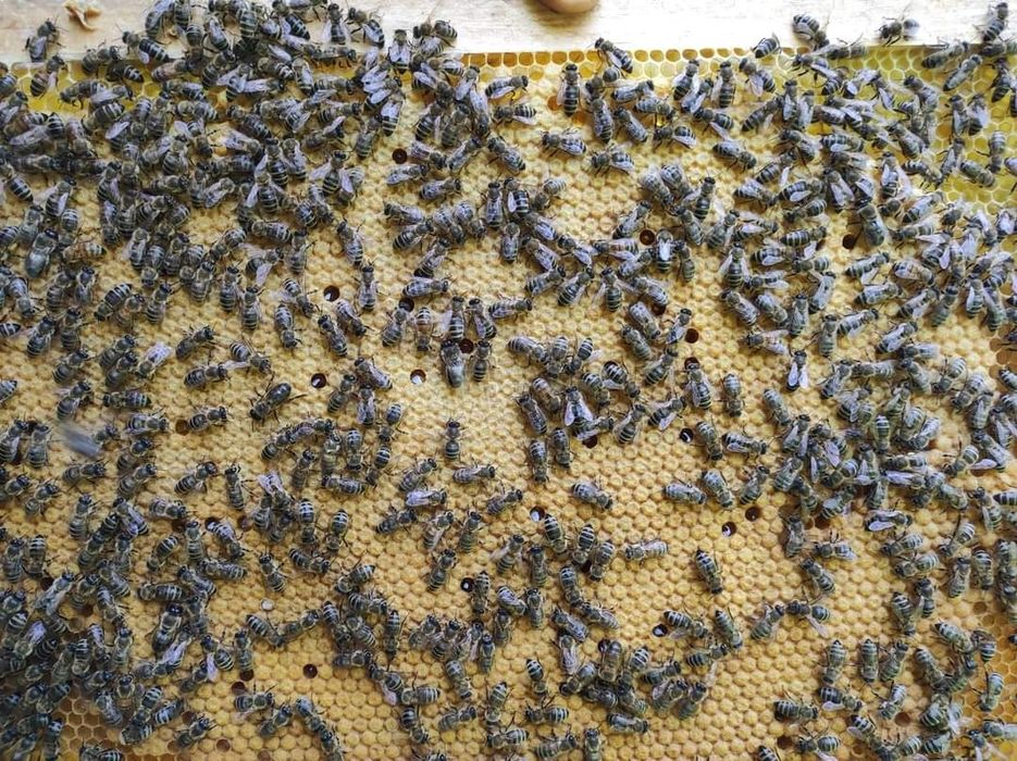 Mătci / Regine / Albine Carnica F1