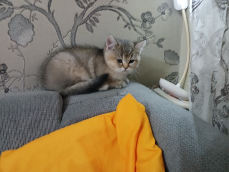 Британски чинчили късокосмисти оригинал  600лв