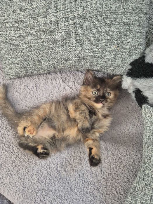 Котенок в добрые руки