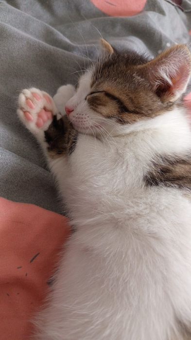 Отдам котенка в добрые руки