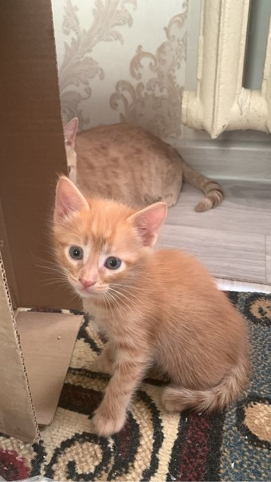 Рыженький котенок