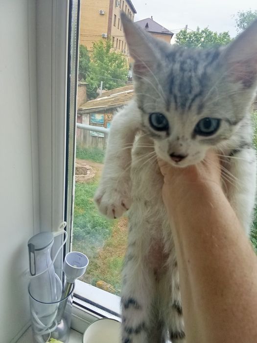Отдам котят бесплатно