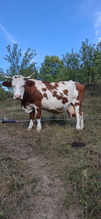 Vaci de vanzare detalii la telefon 0741969239