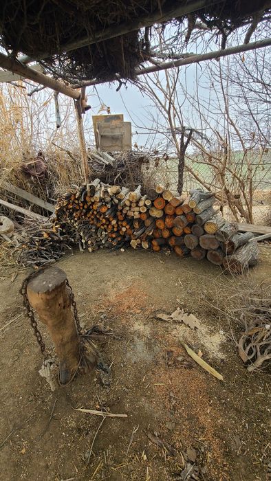 Бухорода утин бор