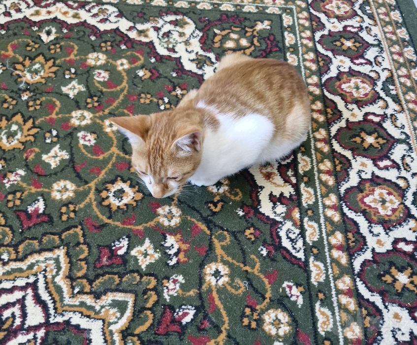 Кот мальчик в хорошие руки