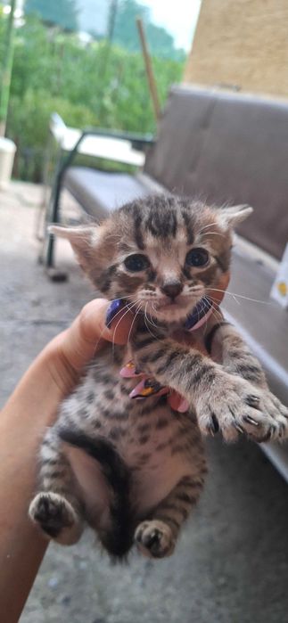 Подаряват се котенца