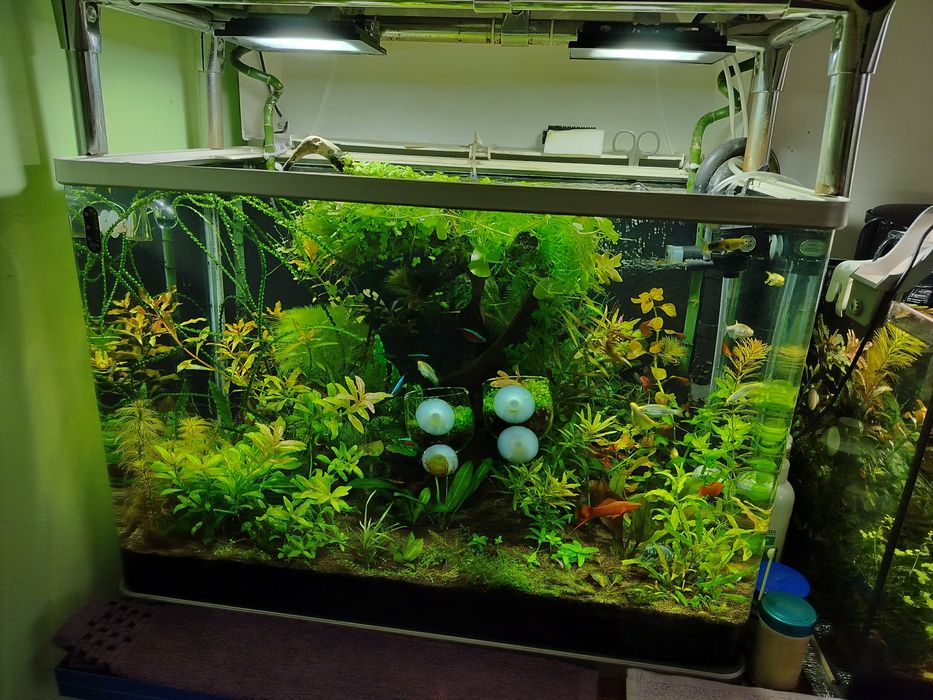 Продам растения для аквариума.