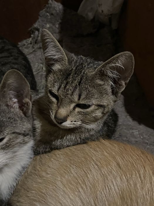 отдаю котят в добрые руки