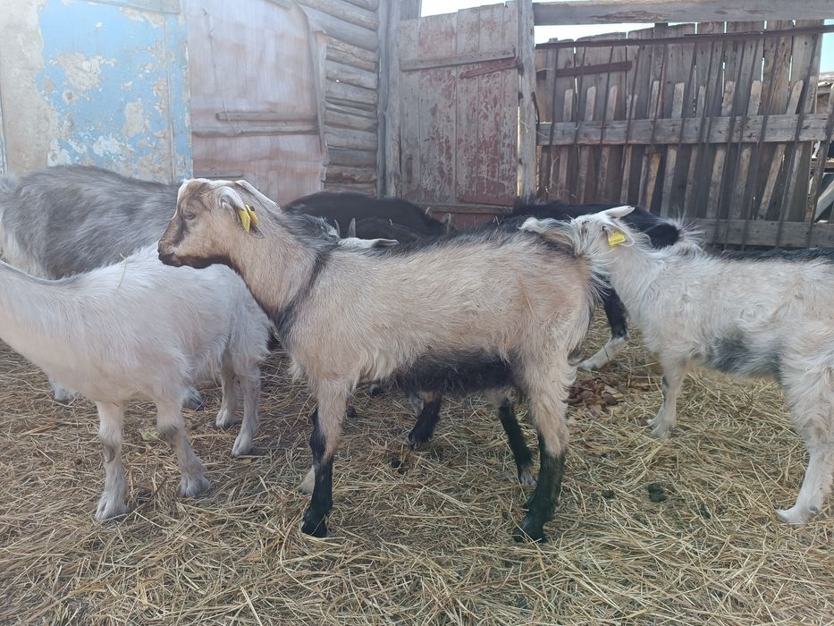 Продаются дойные козы с козлятами!