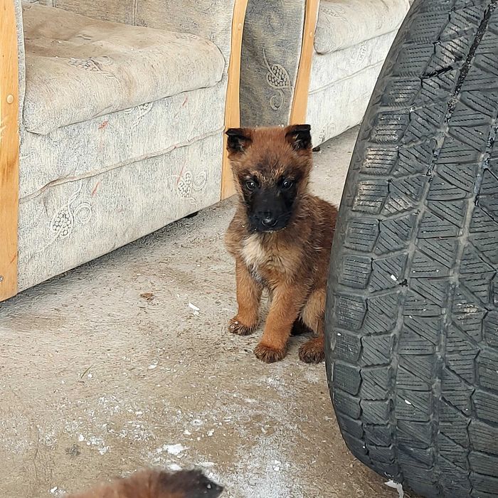 Белгийски овчарки 2 кутрета бащата е полицай , много умни и игриви!