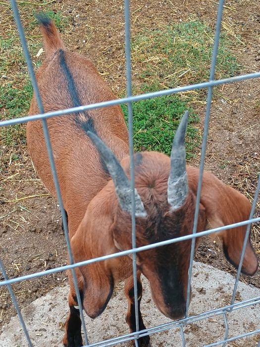 Ieduță metis anglonubiana cu alpin francez