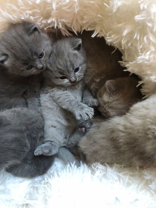 Продаются британские котята