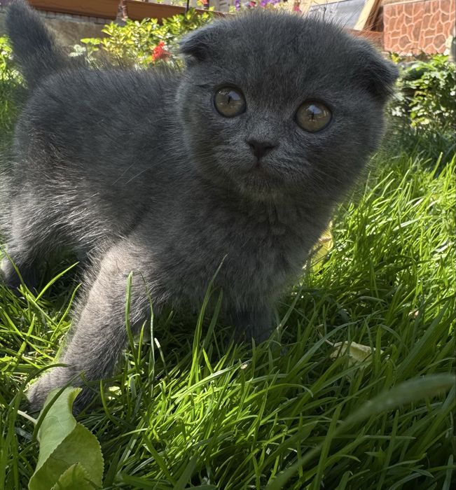 Котята 3 месяцев
