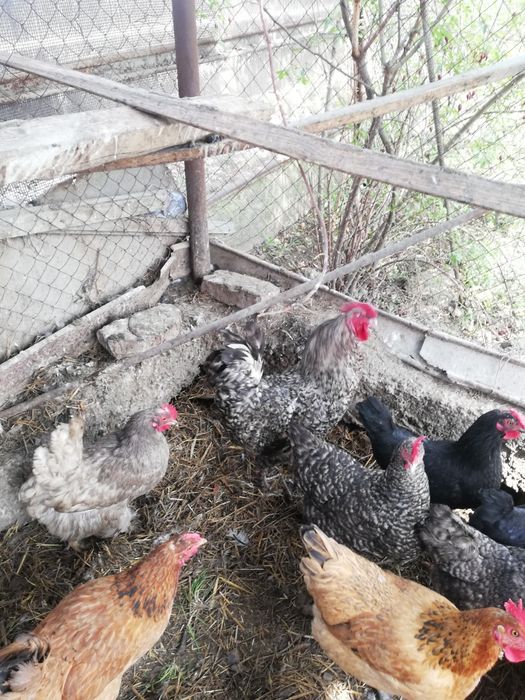 Петухи молодые, домашние