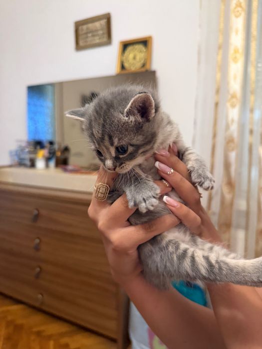 British Shorthair