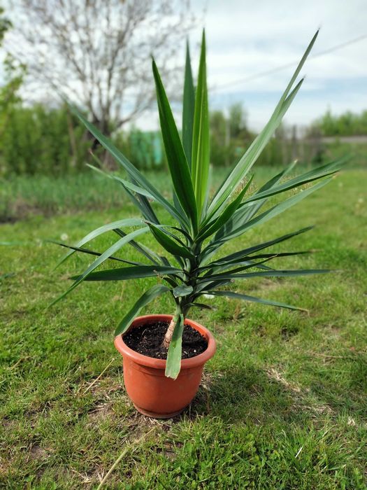vand planta Yucca