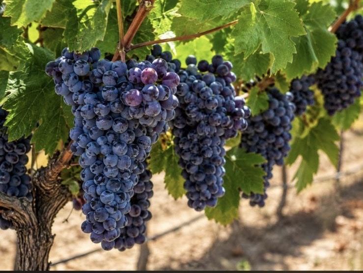 Vand steuguri de vin