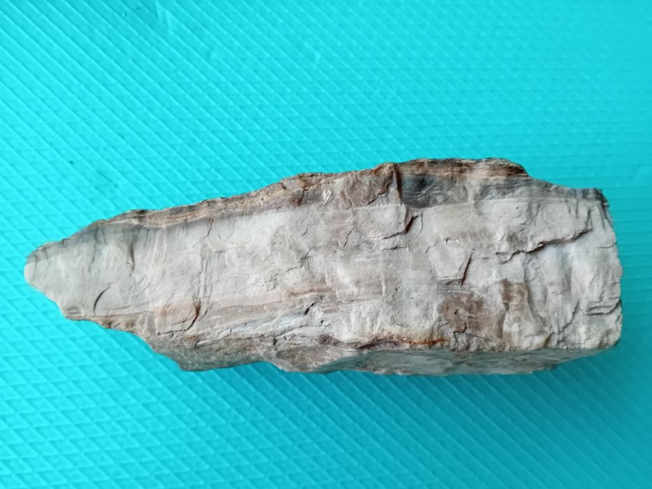 Опалеризирано дърво от времето на Динозаврите на 80милиона години