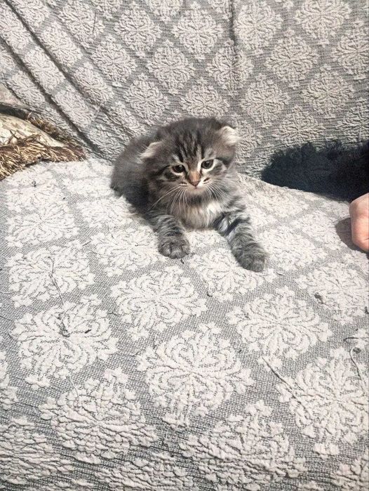 Скоттиш фолд вислоухий котята 2 месяца