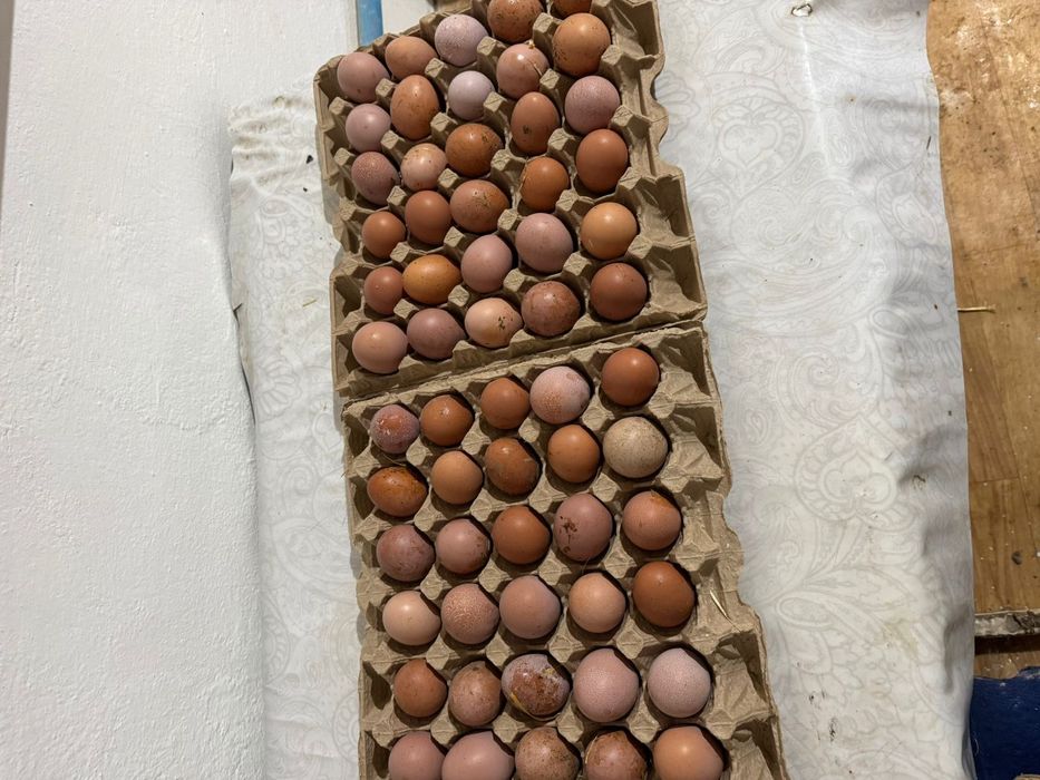 Яйцо размером С3