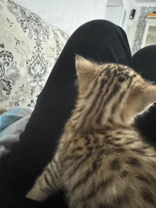 Бенгалка мама , папа обычный кот