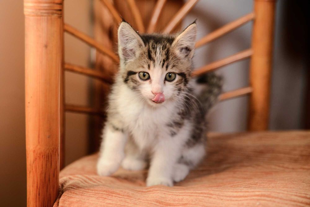Котенок  мальчик