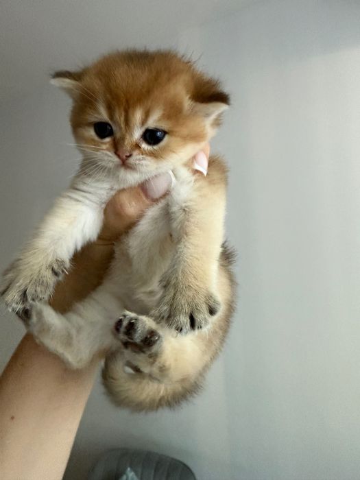 Малки британски котета